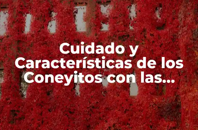 Cuidado y Características de los Coneyitos con las Orejas Caídas
