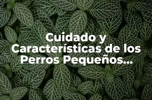 Cuidado y Características de los Perros Pequeños Blancos Chinos