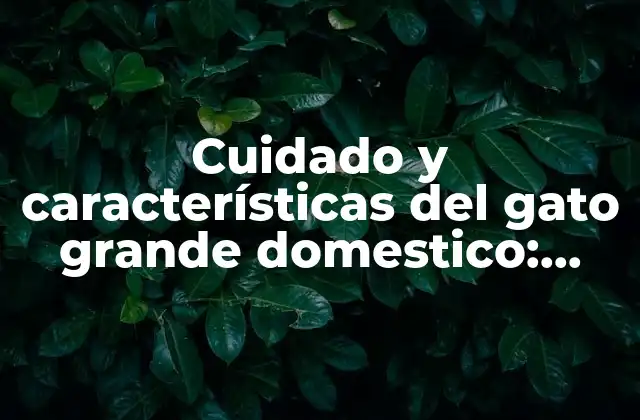 Cuidado y Características Del Gato Grande Domestico: Todo Lo que Debes Saber