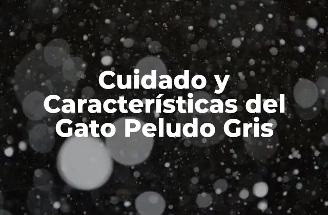 Cuidado y Características Del Gato Peludo Gris 2 Orígenes del Gato Peludo Gris