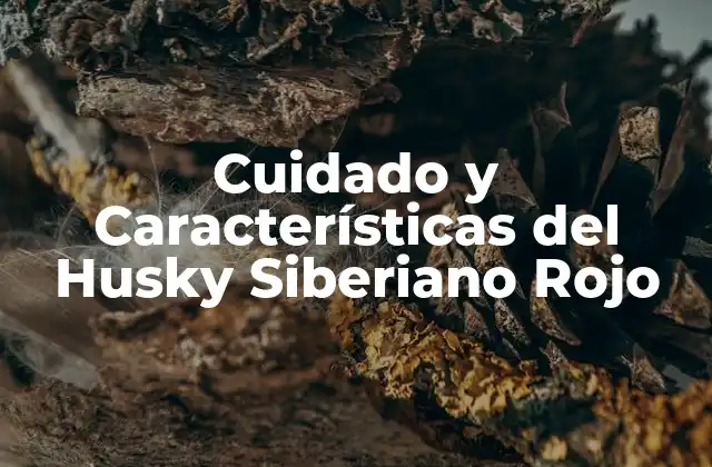 Orígenes del Husky Siberiano Rojo