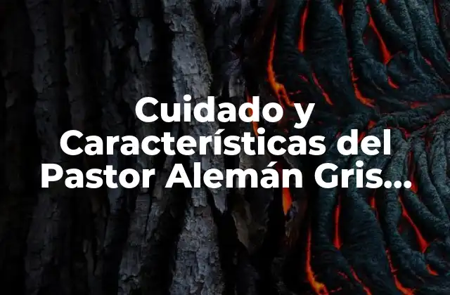 Cuidado y Características Del Pastor Alemán Gris Plata 2 Orígenes del Pastor Alemán Gris Plata