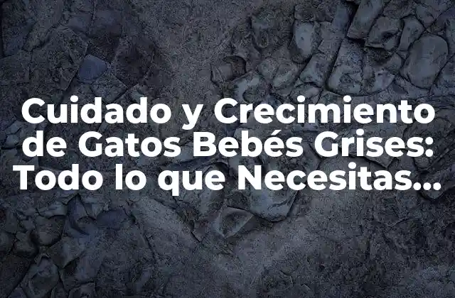 Cuidado y Crecimiento de Gatos Bebés Grises: Todo Lo que Necesitas Saber