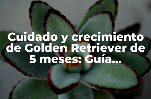 Cuidado y Crecimiento de Golden Retriever de 5 Meses: Guía Completa