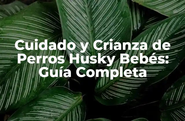 Cuidado y Crianza de Perros Husky Bebés: Guía Completa