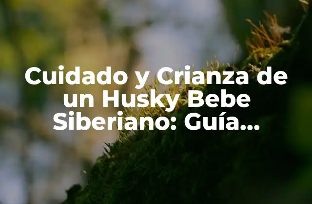 Cuidado y Crianza de un Husky Bebe Siberiano: Guía Completa 2 Características Físicas del Husky Bebe Siberiano