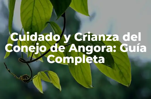 Cuidado y Crianza Del Conejo de Angora: Guía Completa