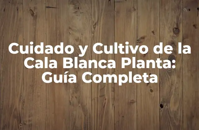 Cuidado y Cultivo de la Cala Blanca Planta: Guía Completa