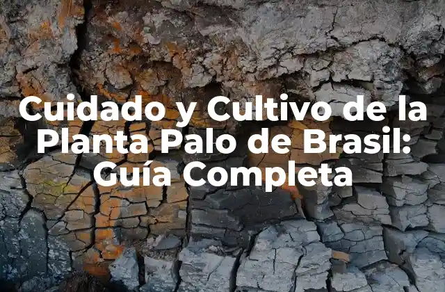 Cuidado y Cultivo de la Planta Palo de Brasil: Guía Completa