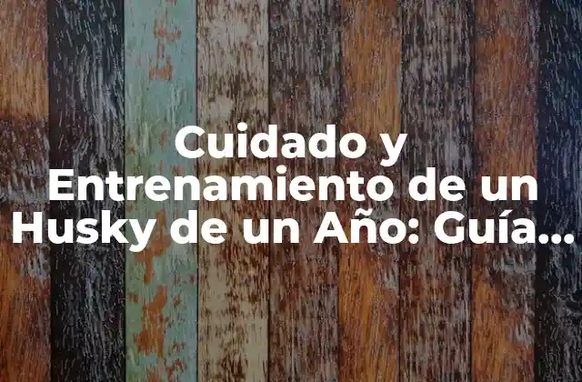 Cuidado y Entrenamiento de un Husky de un Año: Guía Completa