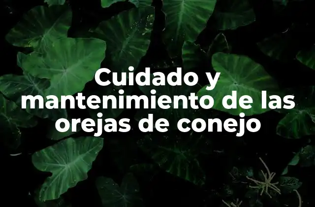 Cuidado y Mantenimiento de las Orejas de Conejo 2 Anatomía y función de las orejas de conejo