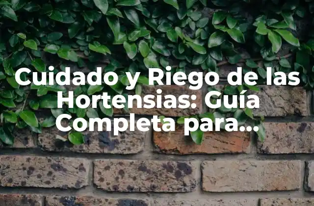 Cuidado y Riego de las Hortensias: Guía Completa para Horticultores Principiantes