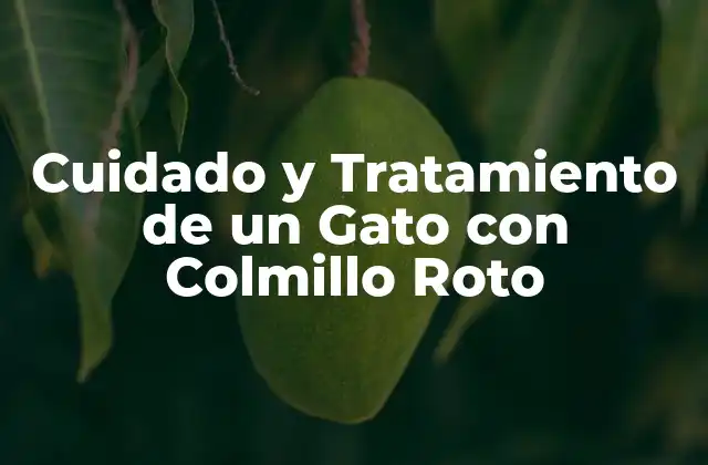 Cuidado y Tratamiento de un Gato con Colmillo Roto 2 ¿Cuáles son las Causas Comunes de un Colmillo Roto en Gatos?