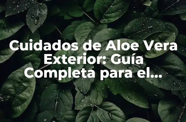 Cuidados de Aloe Vera Exterior: Guía Completa para el Cuidado de la Piel y el Cabello