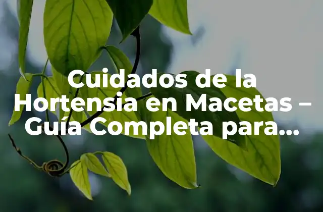 Cuidados de la Hortensia en Macetas – Guía Completa para Horticultores Principiantes