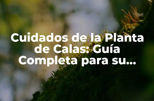 Cuidados de la Planta de Calas: Guía Completa para Su Mantenimiento