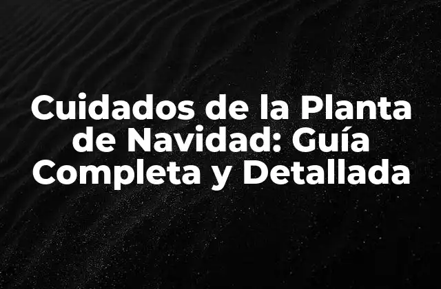 Cuidados de la Planta de Navidad: Guía Completa y Detallada
