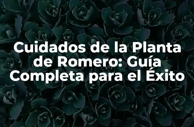¿Cuánta Luz Necesita una Planta de Romero?