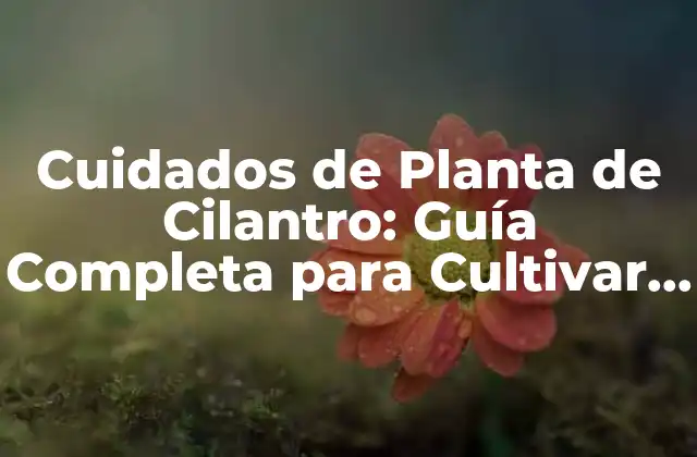 Cuidados de Planta de Cilantro: Guía Completa para Cultivar con Éxito