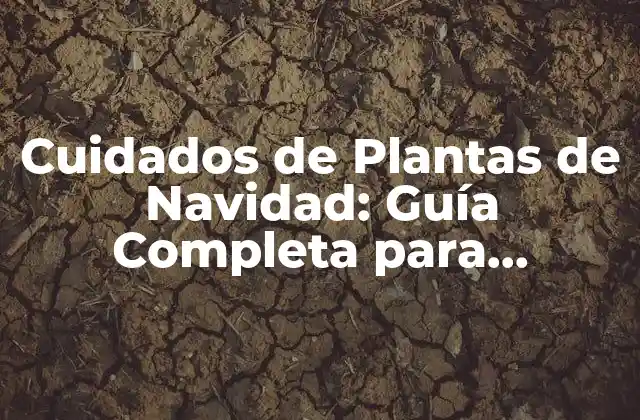 Cuidados de Plantas de Navidad: Guía Completa para Mantenerlas Frescas y Bellas