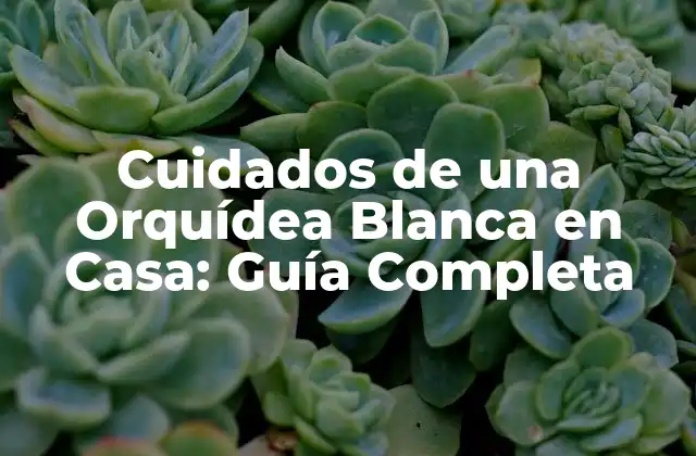 Luz y Temperatura para Orquídeas Blancas