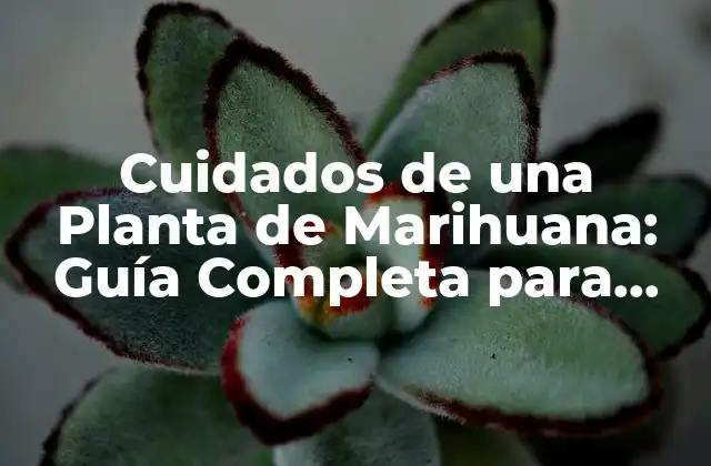 Cuidados de una Planta de Marihuana: Guía Completa para Cultivar Marihuana