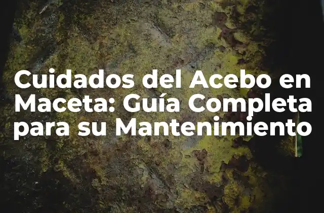 Cuidados Del Acebo en Maceta: Guía Completa para Su Mantenimiento