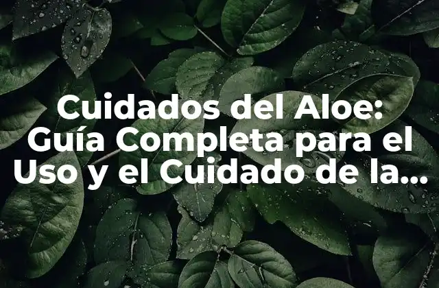 Cuidados Del Aloe: Guía Completa para el Uso y el Cuidado de la Sábila