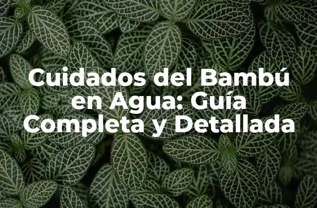 Cuidados Del Bambú en Agua: Guía Completa y Detallada