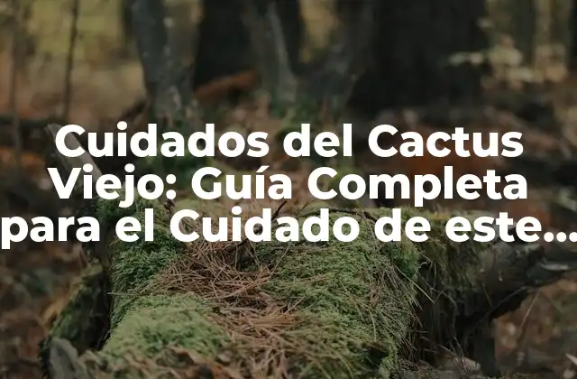 Cuidados Del Cactus Viejo: Guía Completa para el Cuidado de Este Popular Suculenta