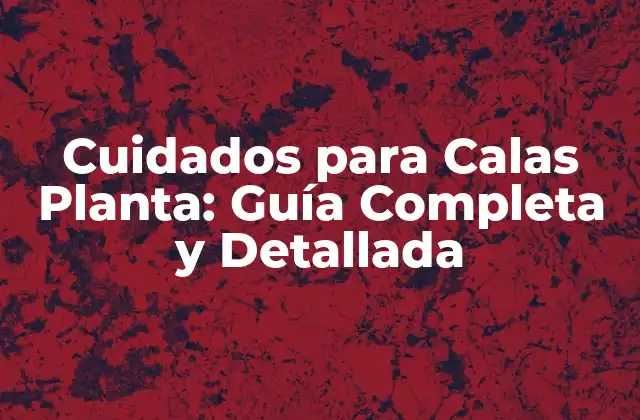 Cuidados para Calas Planta: Guía Completa y Detallada