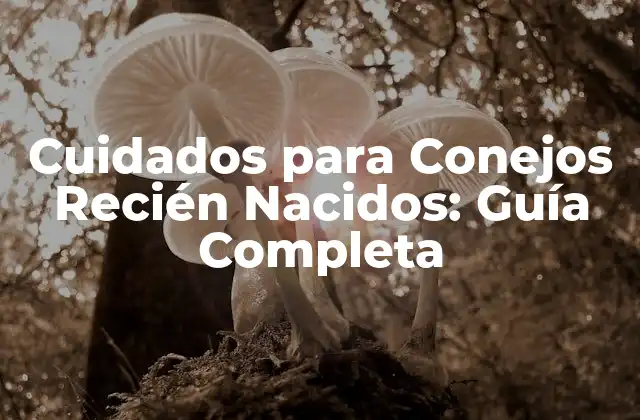 Cuidados para Conejos Recién Nacidos: Guía Completa