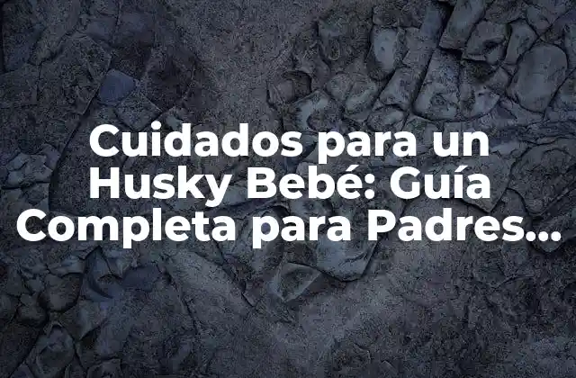 Cuidados para un Husky Bebé: Guía Completa para Padres Primerizos