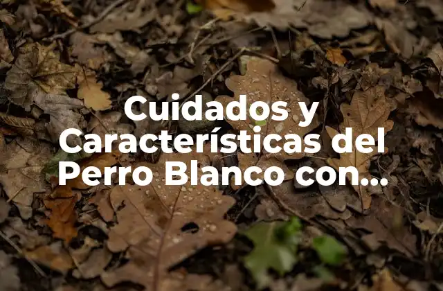 Cuidados y Características Del Perro Blanco con Mucho Pelo 2 Características Físicas del Perro Blanco con Mucho Pelo