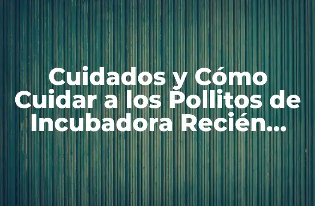 Cuidados y Cómo Cuidar a los Pollitos de Incubadora Recién Nacidos