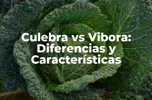Culebra Vs Vibora: Diferencias y Características