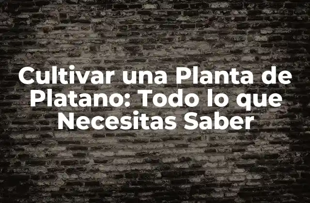 Cultivar una Planta de Platano: Todo Lo que Necesitas Saber