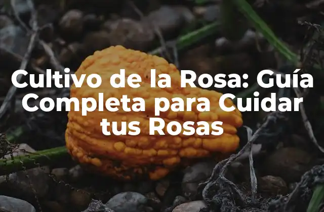 Cultivo de la Rosa: Guía Completa para Cuidar Tus Rosas