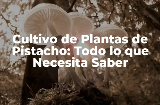 Cultivo de Plantas de Pistacho: Todo Lo que Necesita Saber