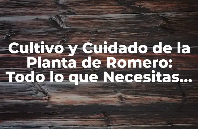 Cultivo y Cuidado de la Planta de Romero: Todo Lo que Necesitas Saber