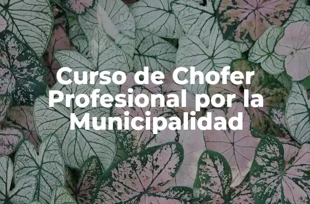 ¿Qué es un Curso de Chofer Profesional por la Municipalidad?