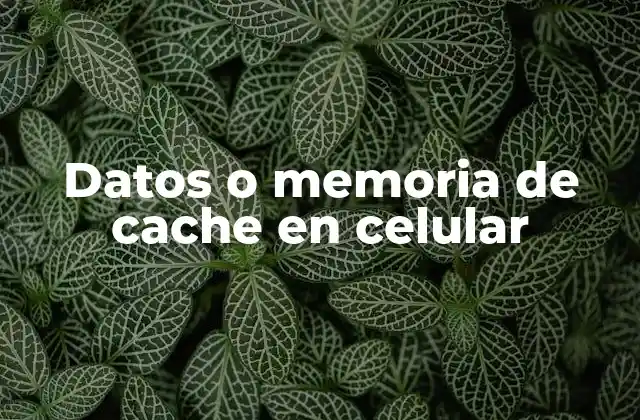 Datos o Memoria de Cache en Celular 2 La diferencia entre datos y caché en el funcionamiento de una app