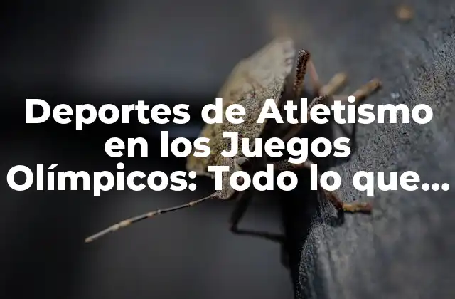 Deportes de Atletismo en los Juegos Olímpicos: Todo Lo que Necesitas Saber