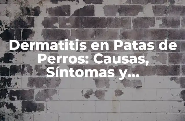 Dermatitis en Patas de Perros: Causas, Síntomas y Tratamiento