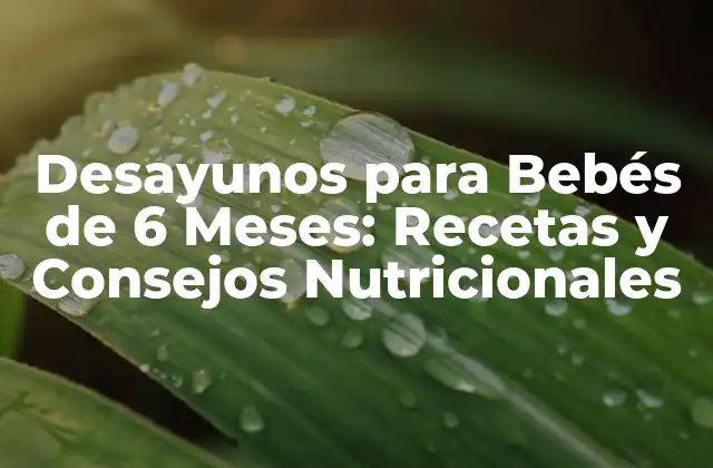 Desayunos para Bebés de 6 Meses: Recetas y Consejos Nutricionales 2 ¿Por qué es Importante la Alimentación en los Bebés de 6 Meses?