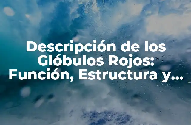 Descripción de los Glóbulos Rojos: Función, Estructura y Tipos