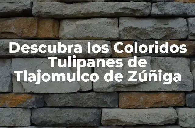 Descubra los Coloridos Tulipanes de Tlajomulco de Zúñiga