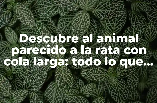 Descubre Al Animal Parecido a la Rata con Cola Larga: Todo Lo que Debes Saber