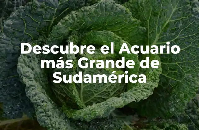 Descubre el Acuario Más Grande de Sudamérica