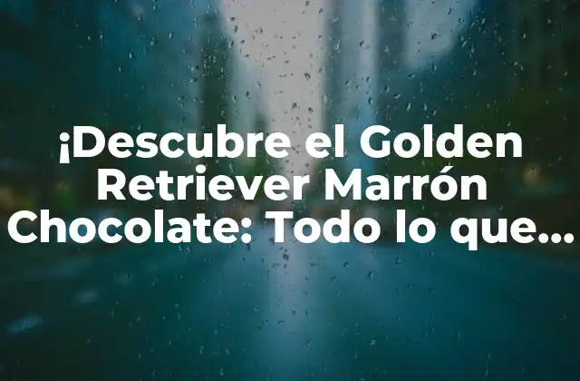 Orígenes y Historia del Golden Retriever Marrón Chocolate